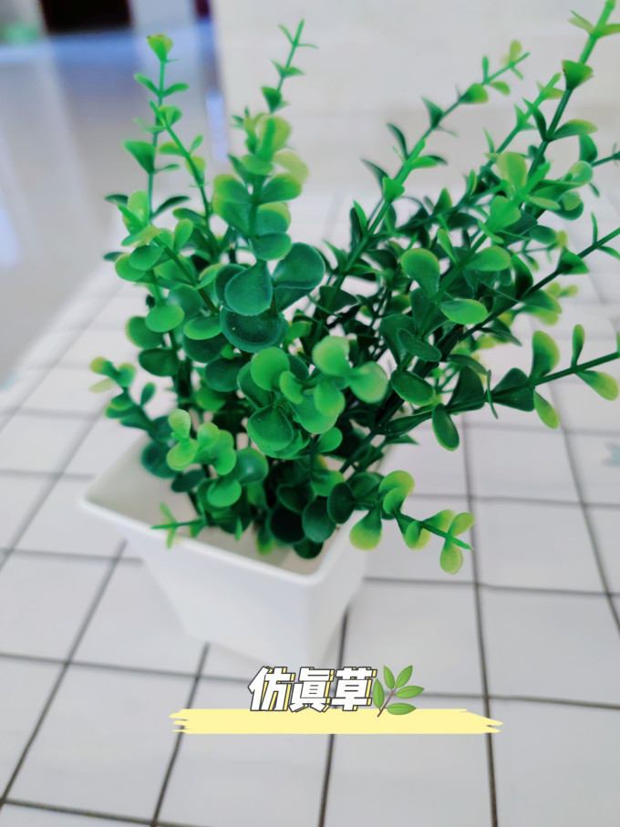 盆栽
