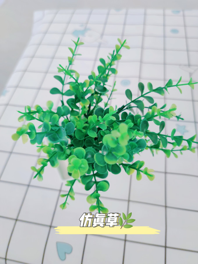 盆栽
