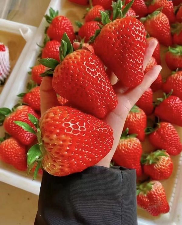 冬天想吃草莓应该怎么选？