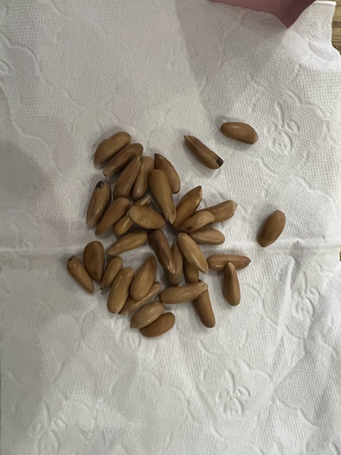 陈琦松子