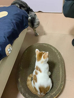 不掉屑猫抓板