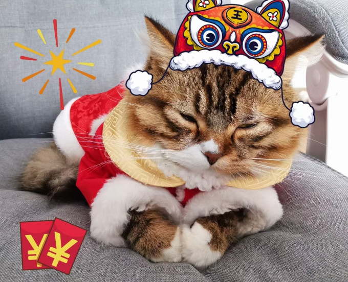 猫咪服饰