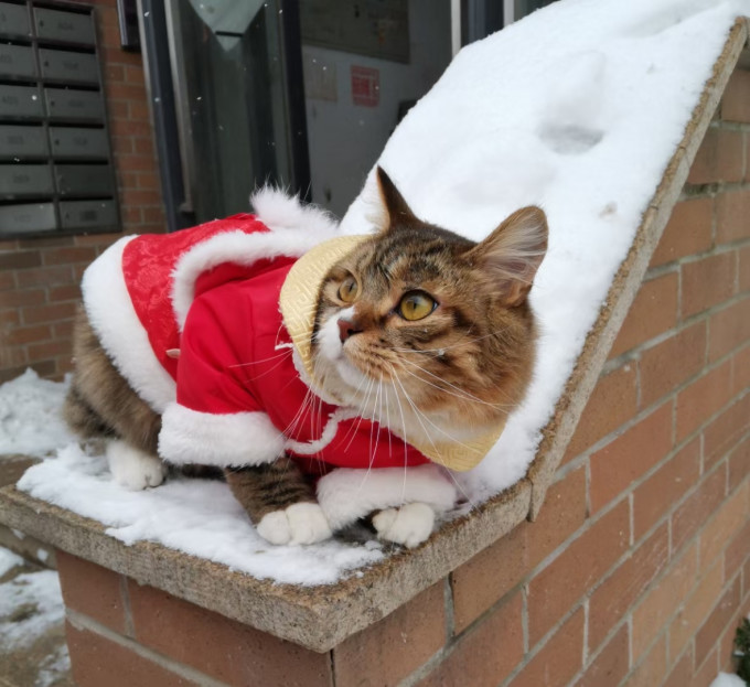 猫咪服饰