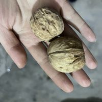 薄皮核桃真的超级好吃！