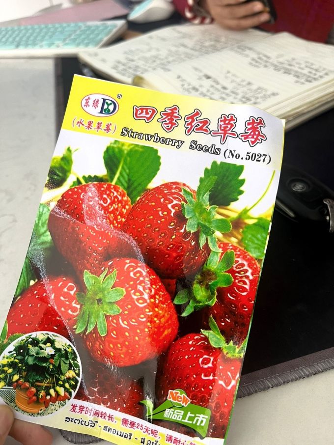 种子