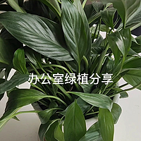 办公室绿植分享丨白掌