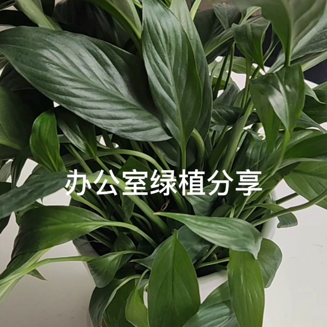 办公室绿植分享丨白掌