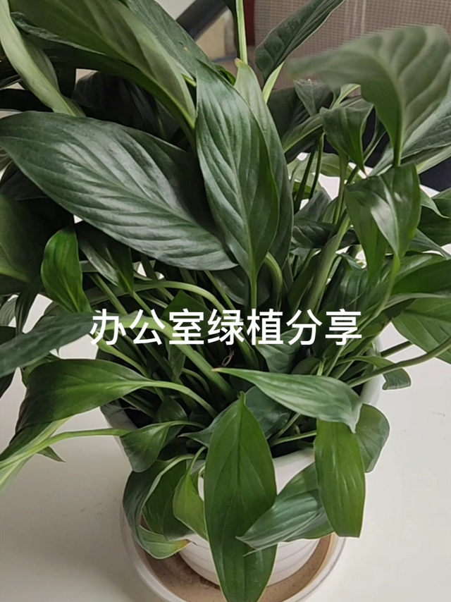 办公室绿植分享丨白掌