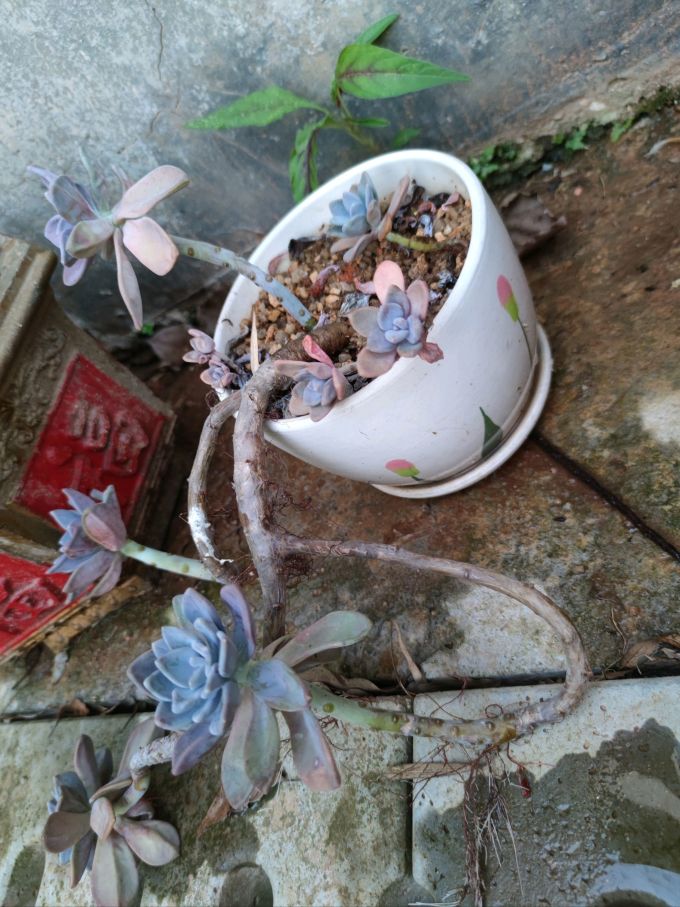 花下居盆栽