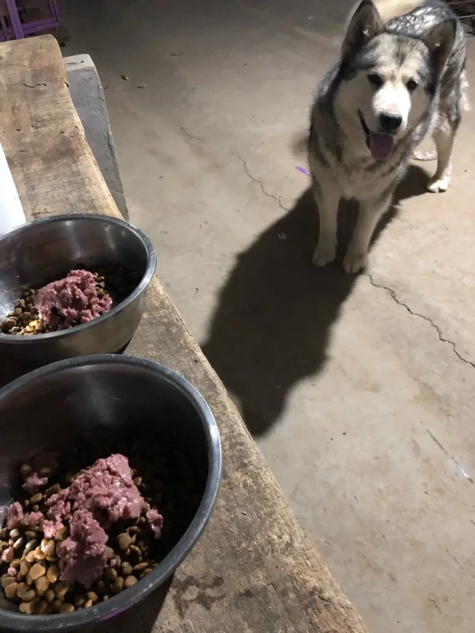 顽皮宠物肉质零食