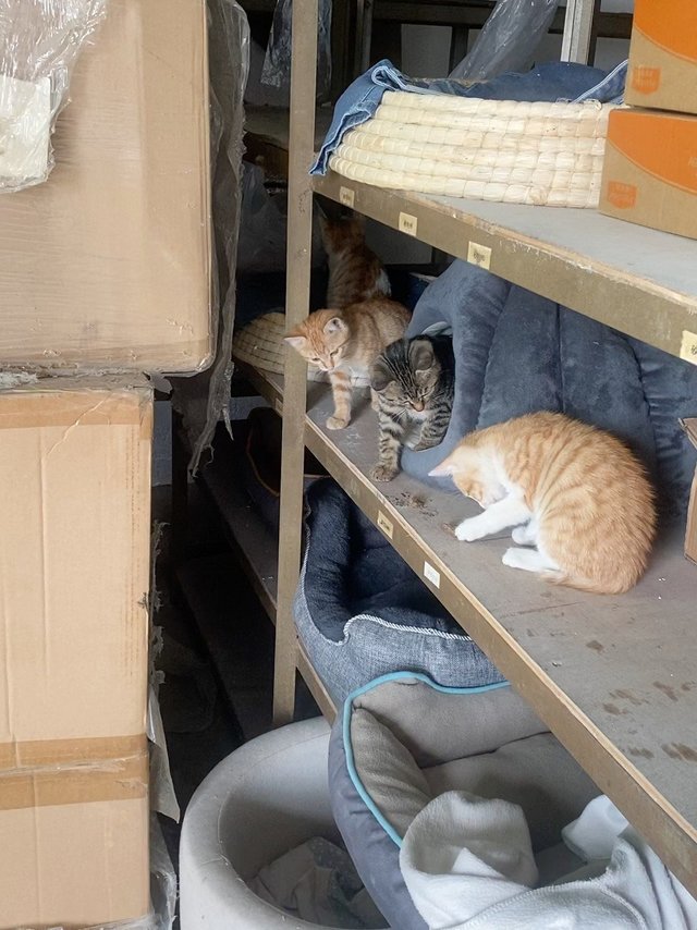 流浪猫的小崽子特别怕人