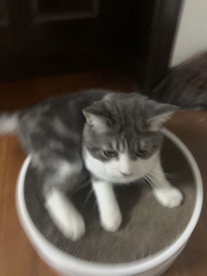 猫玩具