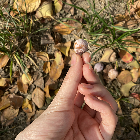 一起学做菜食材处理（简单版）：白果的处理方式