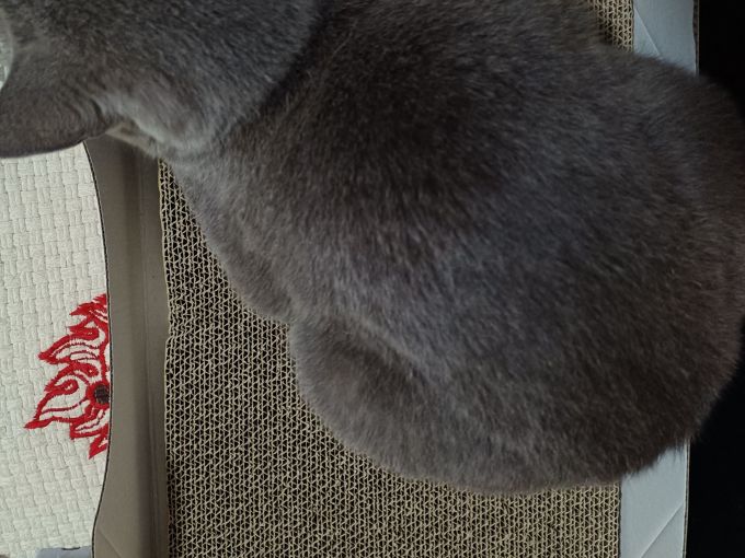 猫砂