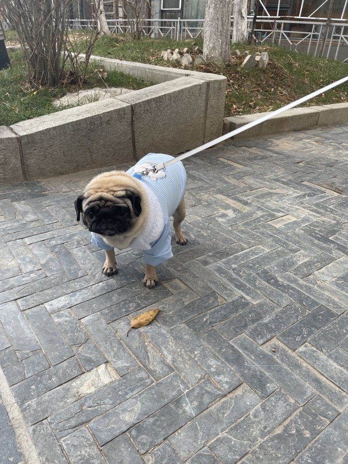 嬉皮狗宠物服饰