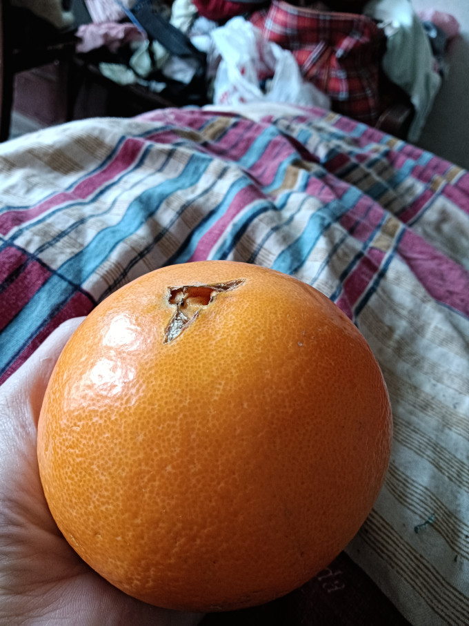 芬果时光橙子