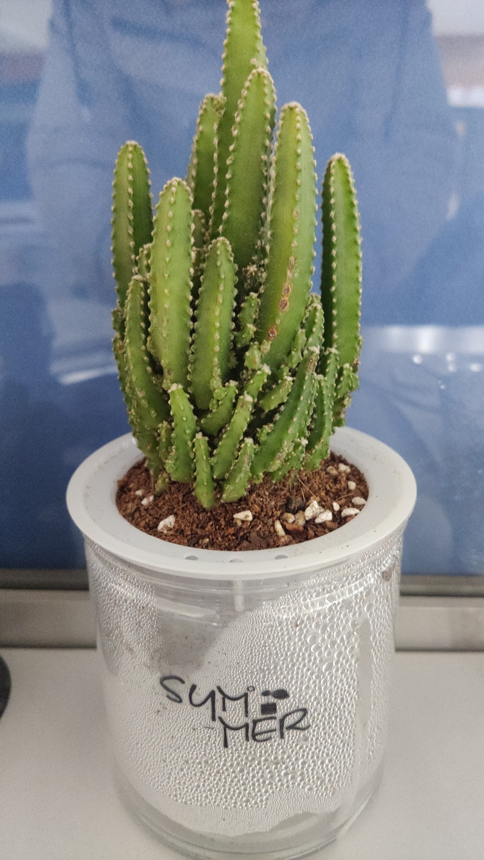 开时果盆栽