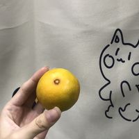 过年你不选择皇帝柑吗