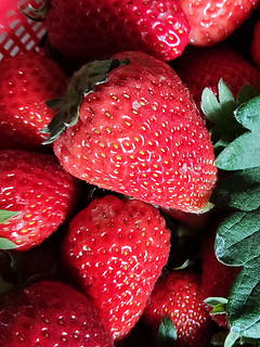 到吃草莓的季节啦！