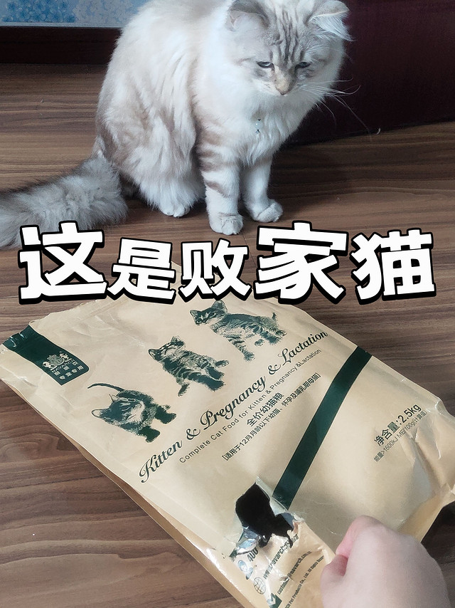 回农村的第一批猫，太败家了！好想送人