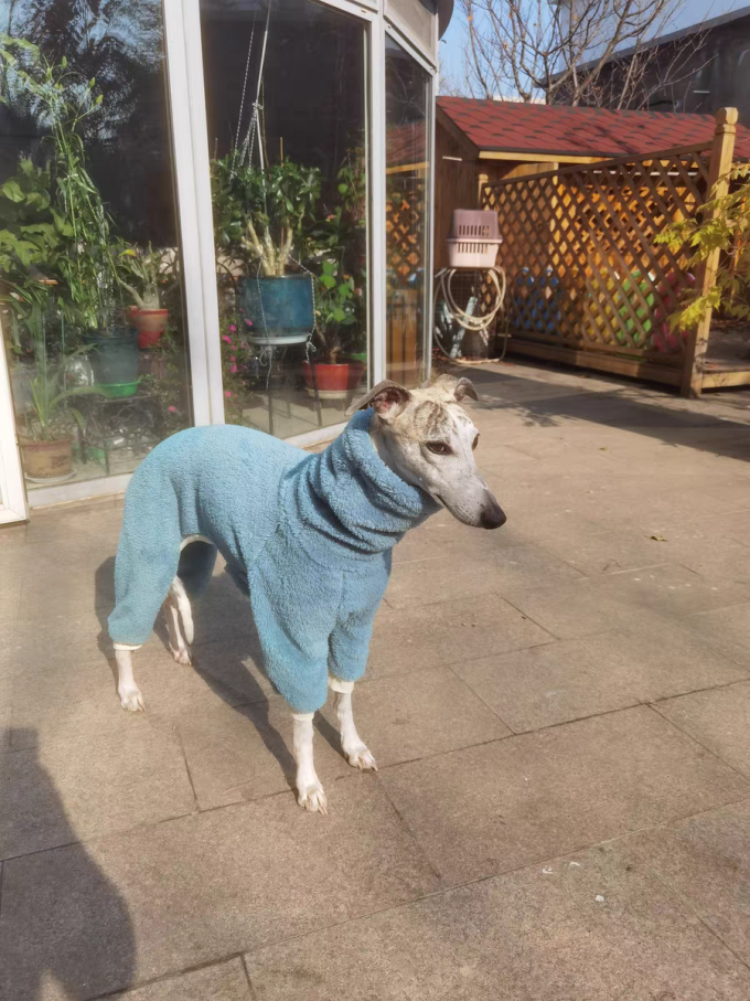 狗狗服饰