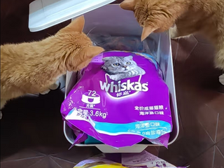 伟嘉成猫猫粮，猫咪喜欢！
