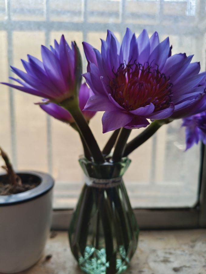 鲜花速递