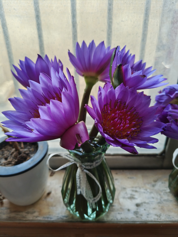鲜花速递