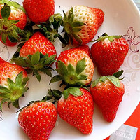 草莓新鲜现采摘红颜牛奶油草莓非丹东露天应季大甜孕妇商用批发