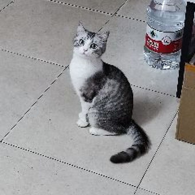 猫我投影仪