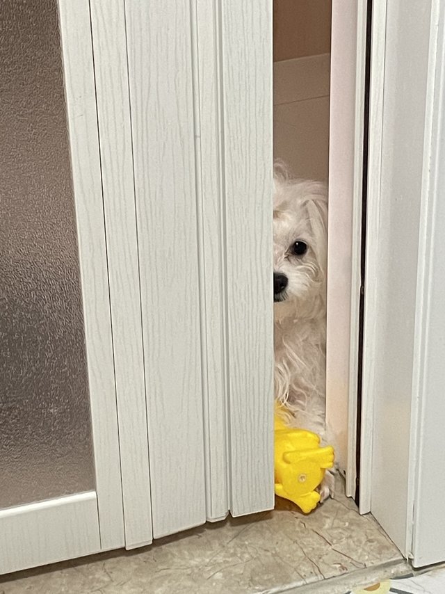 新冠给我家留下的独苗—大冤狗