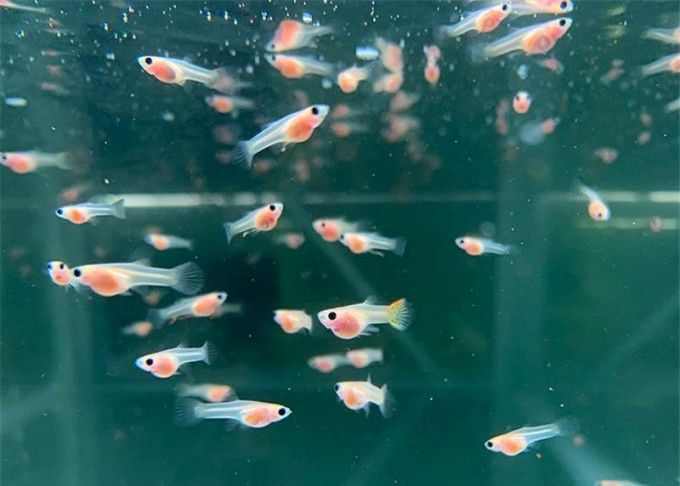 意牌鱼粮