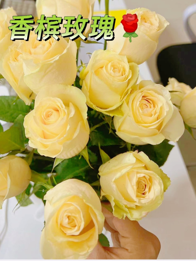 初朵永生花