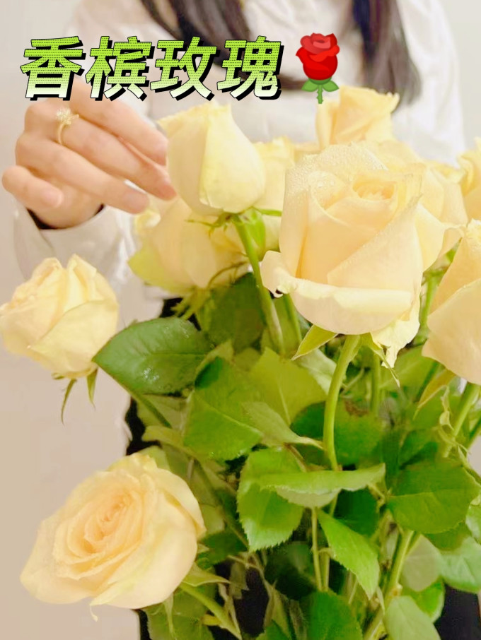 初朵永生花