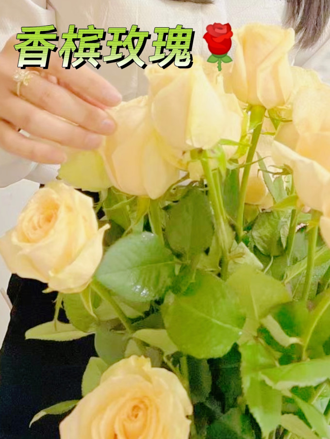 初朵永生花
