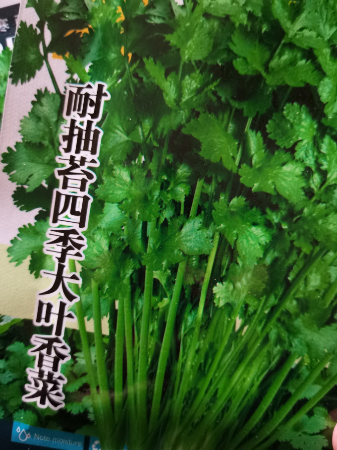 种子