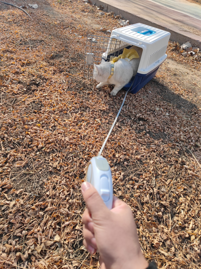 胸背牵引/项圈