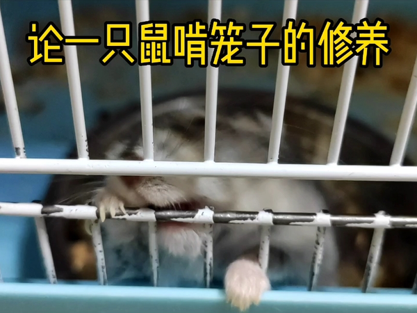 对一只鼠来说，还有什么比啃笼子更带劲呢？
