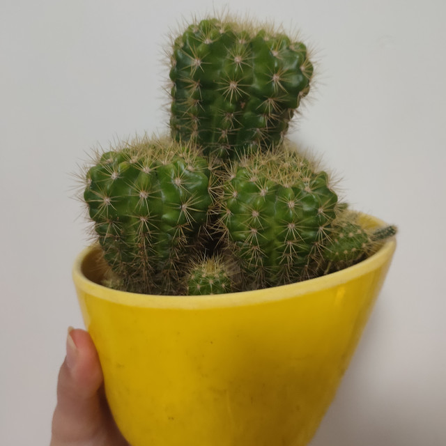 你的家里也有养仙人掌吗？