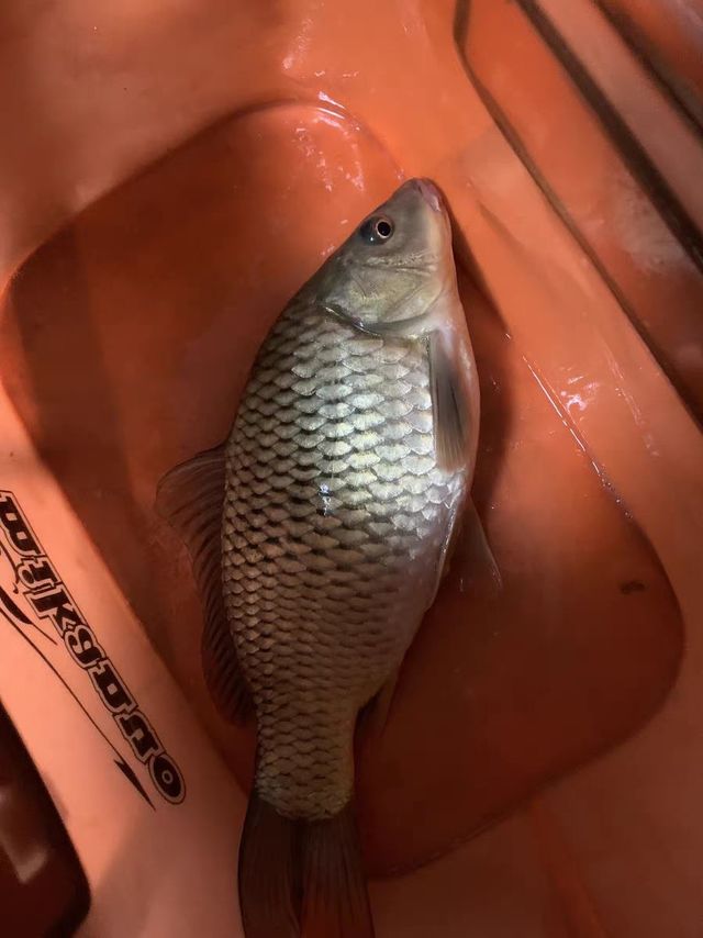 啥叫性价比，就是花少的钱，钓多的鱼