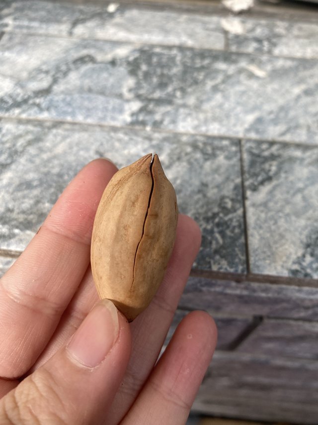 哇塞，是超好吃的碧根果诶