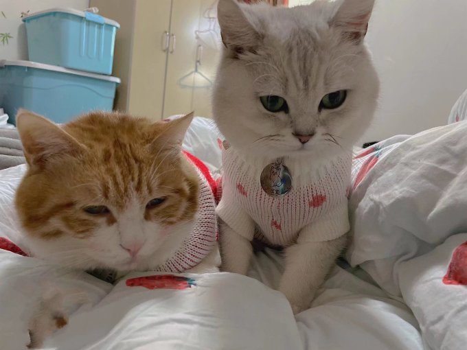 咪贝萌猫咪服饰
