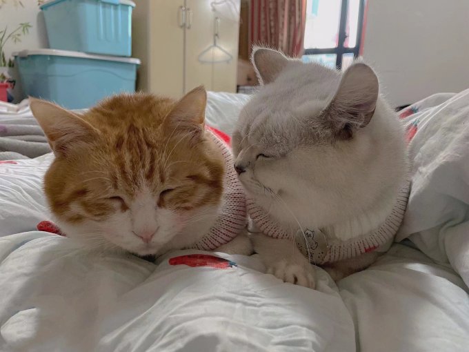 咪贝萌猫咪服饰