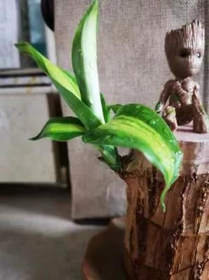 盆栽
