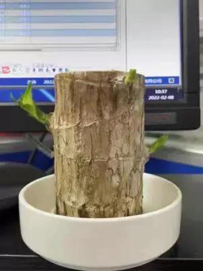 盆栽