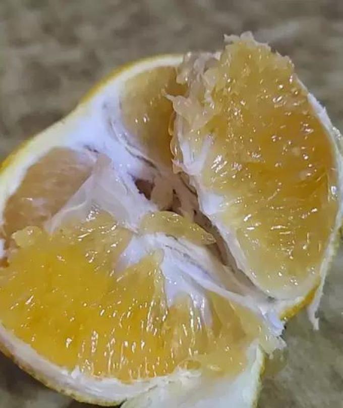 世纪村柚子
