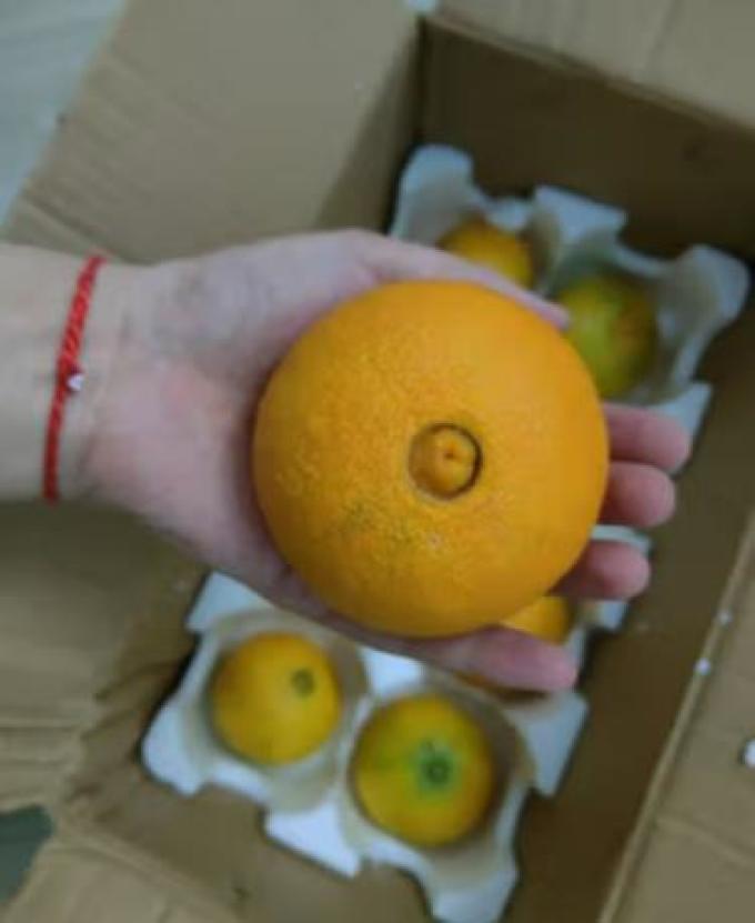 鲜菓篮橙子