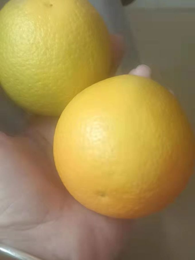 爆橙橙子
