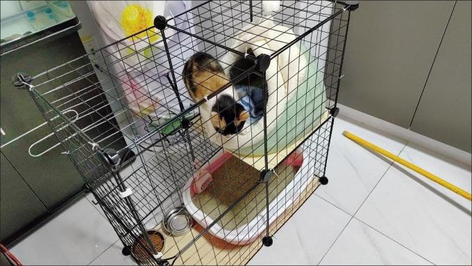 尼欣猫狗窝