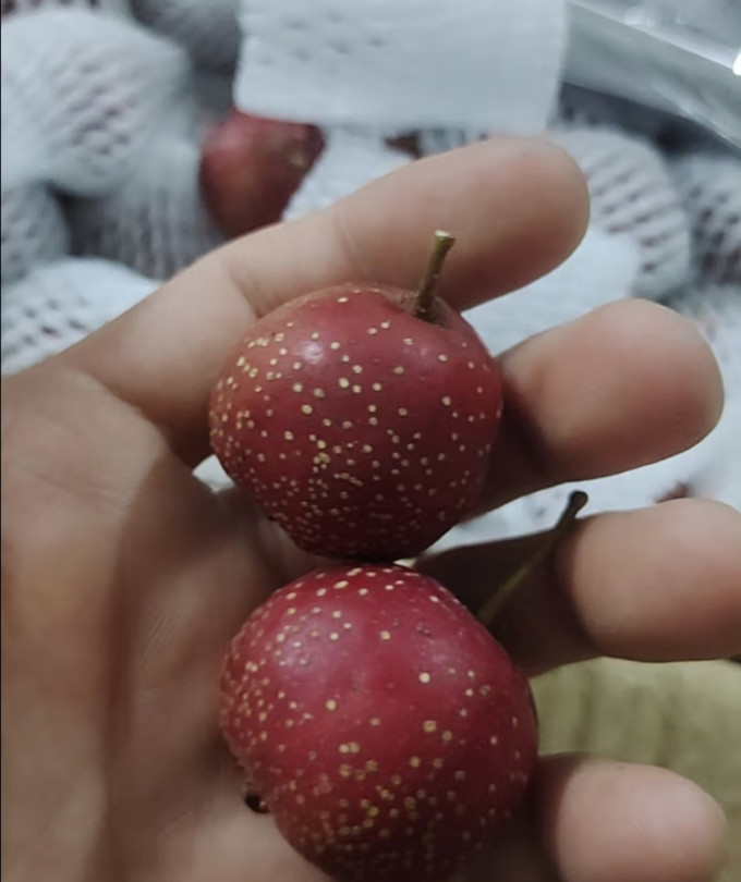 山胖子其他水果